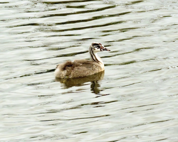 great crested grebe
